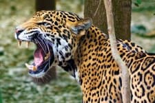 Sample 16 – Jaguar car