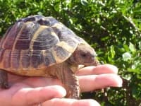 Sample 6 – Box turtle