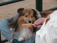 Sample 6 – Shetland sheepdog