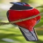 Sample 2 – Red naped trogon