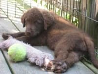 Sample 6 – Chesapeake bay retriever