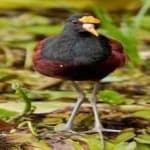 Sample 6 – Northern jacana
