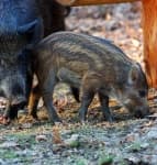 Sample 3 – Wild boar