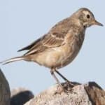 Sample 6 – American pipit
