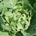 Sample 6 – Damage to cabbage leaves