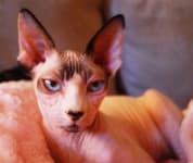 Sample 5 – Sphynx