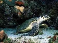 Sample 6 – Hawksbill