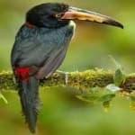 Sample 2 – Collared aracari