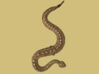 Sample 3 – Sidewinder
