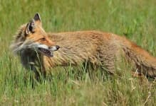 Sample 1 – Kit fox