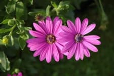Sample 2 – Osteospermum
