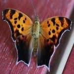Sample 19 – Mark butterfly