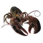 Sample 4 – Lobster