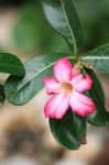 Sample 2 – Desert rose