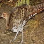 Sample 6 – Elliots pheasant