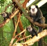 Sample 2 – Marmoset