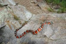 Sample 6 – King snake