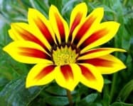 Sample 5 – Gazania