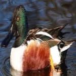 Sample 4 – Northern shoveler