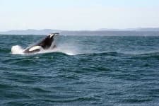 Sample 2 – Killer whale
