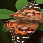 Sample 16 – Painted butterfly