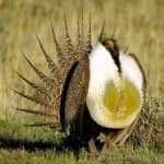 Sample 6 – Greator sage grouse