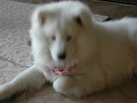 Sample of Samoyed