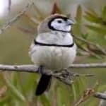 Sample 5 – Double barred finch