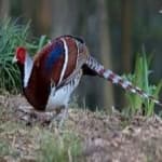 Sample 23 – Elliots pheasant