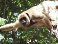 Sample 1 – Howler monkey