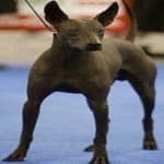 Sample 6 – Mex hairless