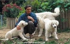 Sample 4 – Kuvasz