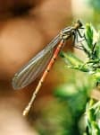 Sample 5 – Damselfly