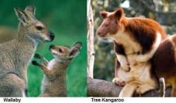 Sample 1 – Kangaroo