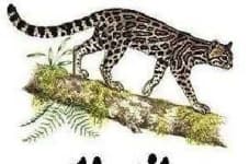 Sample 1 – Wild cat