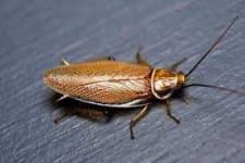 Sample 1 – Cockroach