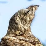 Sample 4 – Great potoo