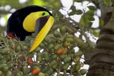 Sample 4 – Toucan