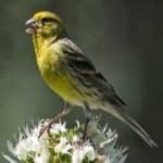 Sample 2 – Canary