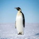 Sample 1 – Emperor penguin