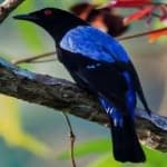 Sample 3 – Fairy bluebird