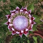 Sample 1 – King protea