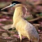 Sample 4 – Capped heron