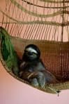 Sample 2 – Three toed sloth