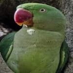 Sample 1 – Alexandrine parakeet