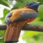 Sample 1 – Red naped trogon