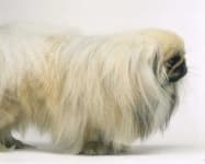 Sample of Pekinese