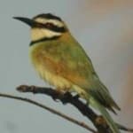 Sample 3 – White throated bee eater