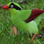 Sample 1 – Green magpie