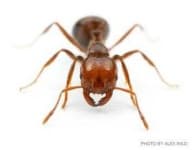 Sample 2 – Ant